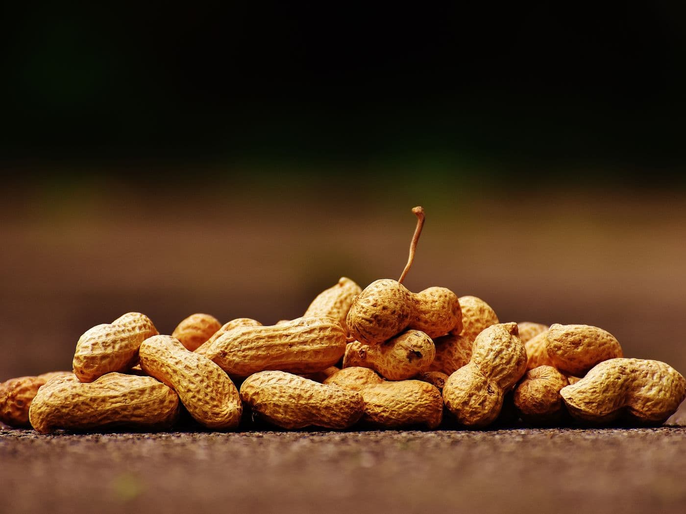 Shelled kernels, graded on count per ounce.