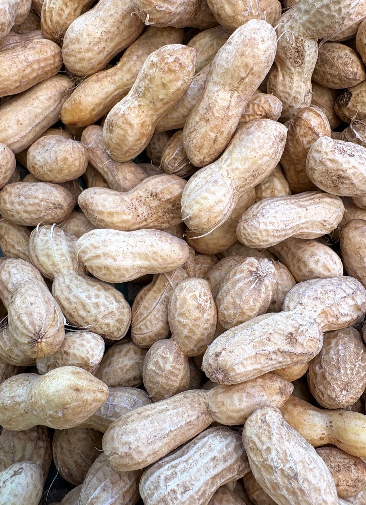 Groundnut — Bold · Java · TJ · Blanched